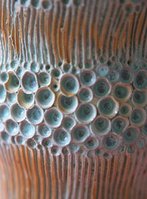 coral-stem-dtl