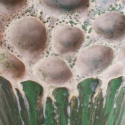 Pink-Spore-2views