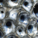 Smokey-Cobalt-2-views