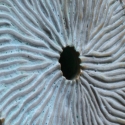 disc-vase2