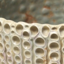 scaled-cachepot